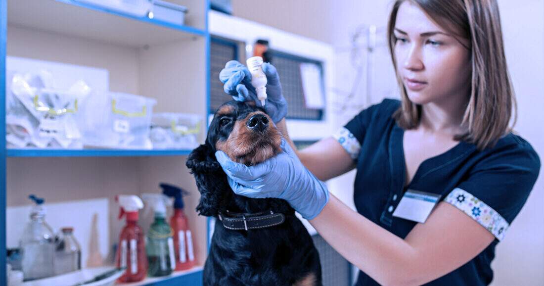 Como saber se a Medicina Veterinária é o curso certo para mim?